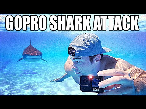 Why do Sharks Attack GoPros?
