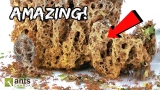 ANTSTORE: World of Ants  | An Ant Lover’s Wonderland