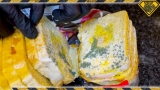 Does Moldy Bread Really Clean Your Walls?