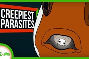 4 Parasites Too Creepy to Exist
