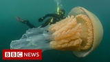 Giant jellyfish spotted by divers – BBC News