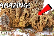 ANTSTORE: World of Ants  | An Ant Lover’s Wonderland