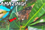 These WEAVER ANT NESTS Will Blow Your Mind